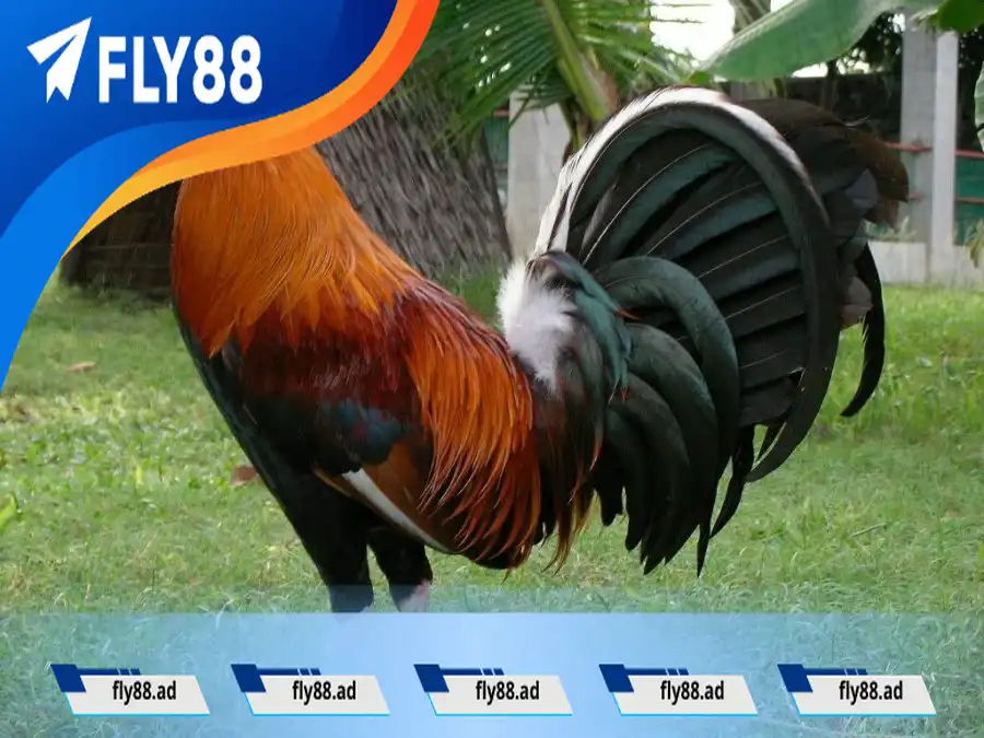 Tham khảo cách đổ gà lai Mỹ hiệu quả nhất năm 2023 Tham khảo cách đổ gà lai Mỹ hiệu quả nhất năm 2025