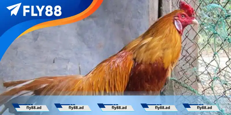 Thức ăn cho gà đá sung mãn Thức ăn cho gà đá sung mãn